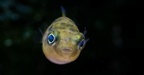 Meet the Pea Puffer | The Smallest Pufferfish Has a Big Personality