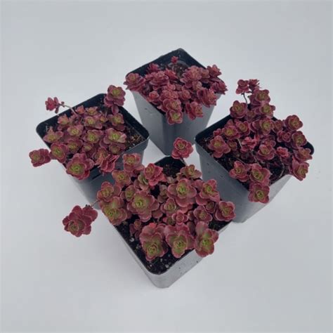 Sedum spurium ‘Dragon’s Blood’ - Diversifolius Nursery Online Shop