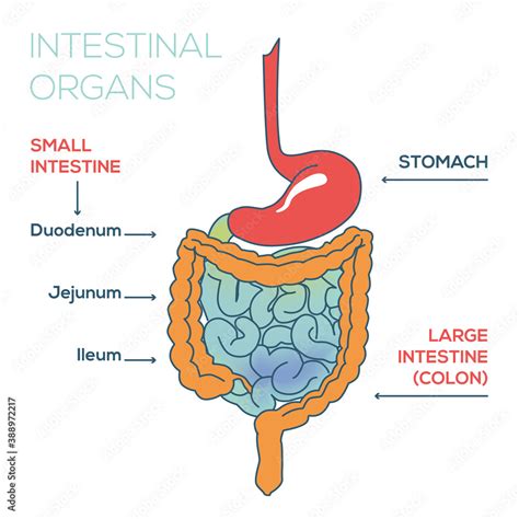 Anatomy of intestinal organs, Image of stomach, rectum, small, large ...