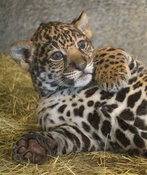 San Diego Zoo’s Jaguar Cub Needs a Name - ZooBorns