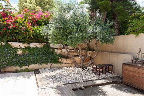 16,800+ Olive Tree Garden Stock Photos, Pictures & Royalty-Free Images ...