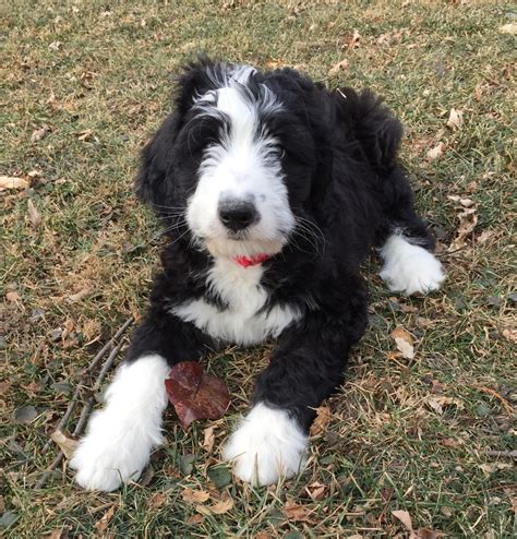 Bernedoodle Puppies For Sale | Springfield, IL #278224