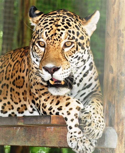 Rainforest Animals Facts Jaguar