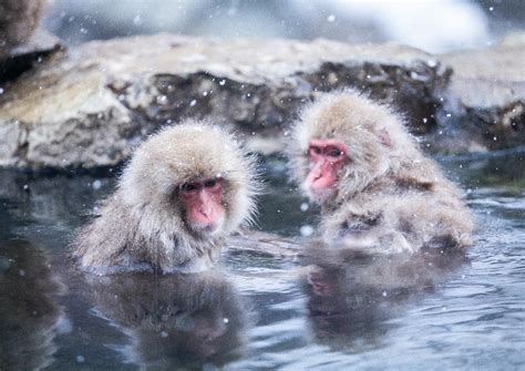 Shibu Onsen - Japan Travel Guide - Japanspecialist