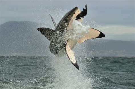 How Do Shark Hunt? 4 Impressive Strategies They Use - A-Z Animals