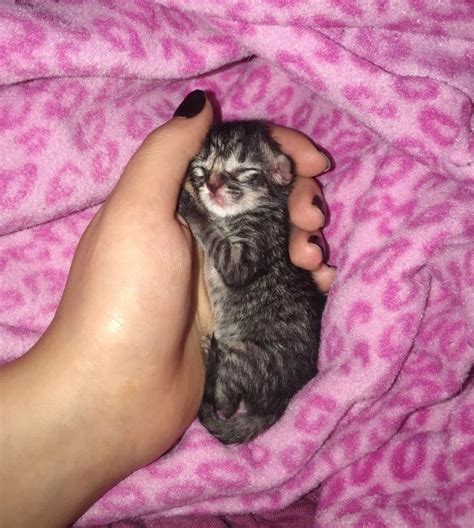 Kitten Who Was Abandoned in Parking Lot, Finds New Mom and Won't Let Go - Love Meow | Newborn ...