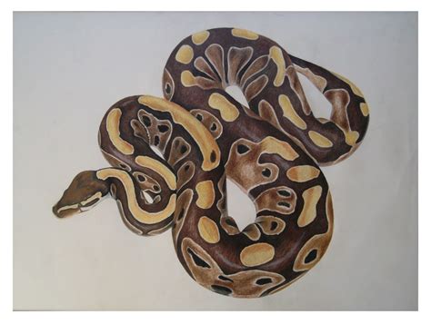 Ball Python Drawing by TatjanasCreations on DeviantArt