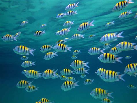 Why Do Some Fish Swim In Schools And Others Alone? | Times Knowledge India