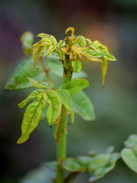 L.A. County Arboretum & Botanic Garden Plant Info: Chilli Thrips: Rose Disfiguring Pest Possibly ...