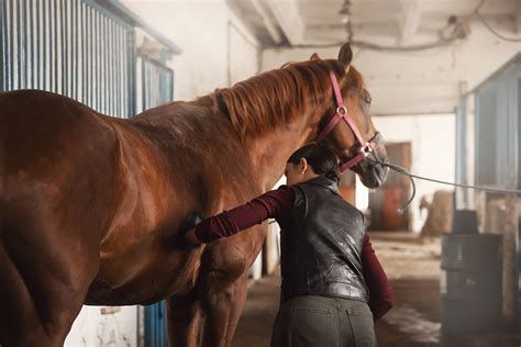 Cleaning Your Horse's Sheath | Stable Talk | Farnam