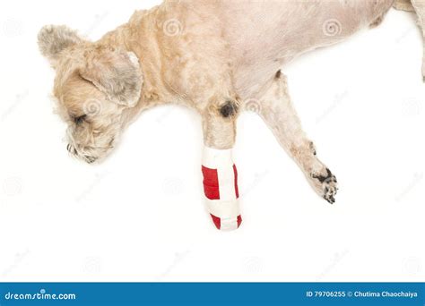 Dog with an injured leg stock image. Image of hurt, obedient - 79706255