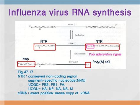 Orthomyxoviridae The viruses and their replication stages of