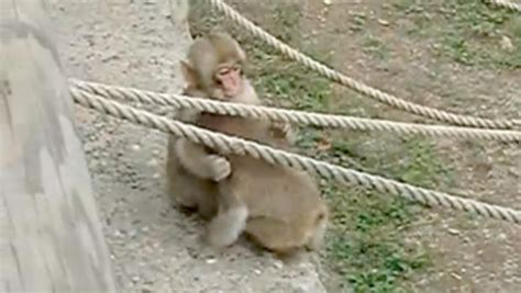 Baby macaques playing is an absolute overload of sweet - CBS News