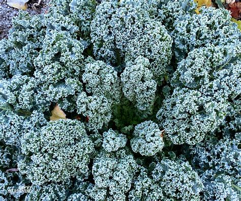 Growing Kale in Winter: How to Plant, Grow, and Protect Kale