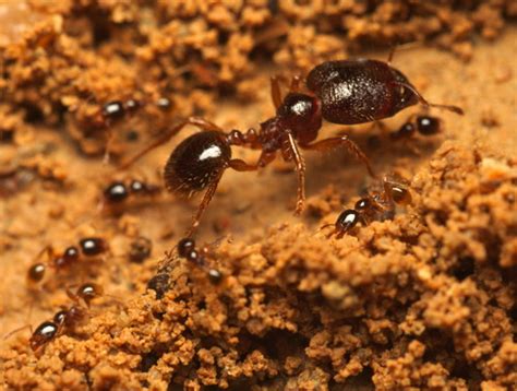 Marauder Ants and Thief Ants (Genus Carebara) · iNaturalist