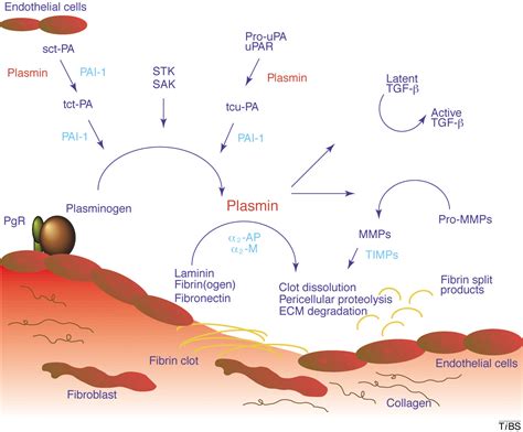 Clotting Cascade Plasminogen