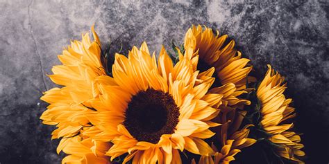 8 Facts You Didn't Know About Sunflowers | The Flower Diaries