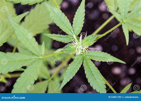 Medical Marijuana Plant Bud Closeup Stock Photo - Image of medicine, emotion: 54851782