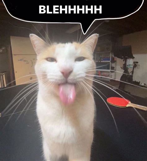 BLEHHHHH | BLEHHHHH :P Cat | Know Your Meme