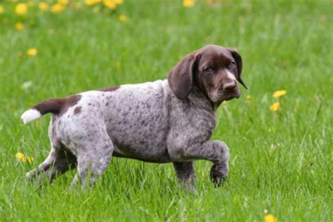 German Longhaired Pointer | Dog Breeds Facts, Advice & Pictures ...