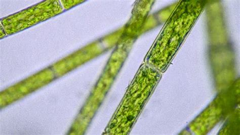Filamentous Algae Phytoplankton Under Microscope Focusing Stock Footage Video (100% Royalty-free ...