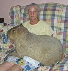 Capybara Facts, Diet, Habitat, Lifespan, as Pets, Pictures