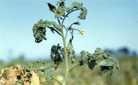 Fusarium Wilt of Tomatoes