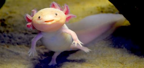 When in Doubt, Smile Like an Axolotl ‹ Literary Hub