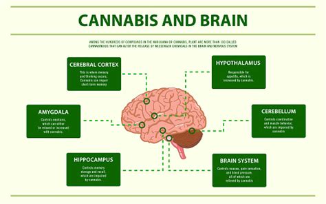 Cannabis And Brain Horizontal Infographic Stock Illustration - Download Image Now - iStock