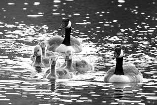 Canada goose, Branta canadensis, Kanadagås | Canada goose, B… | Flickr