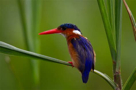 7-DAY BIRDING TOUR IN QUEEN ELIZABETH NATIONAL PARK - Afro Alpine Tours & Safaris