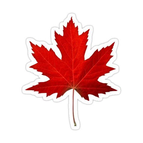 "Canadian Maple Leaf" Sticker for Sale by lightidea | Canadian maple leaf, Canadian leaf ...