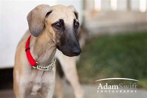 Sloughi Puppy, 14 weeks old. Professional Puppy Photography. Adam Swift ...