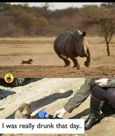 Drunk Dog chases Rhino - Meme by Kingstyllez :) Memedroid