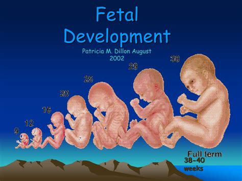 Stages Of Fetal Development Images