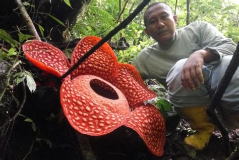 World’s largest 'Rafflesia tuan-mudae' blooms in West Sumatra - Environment - The Jakarta Post