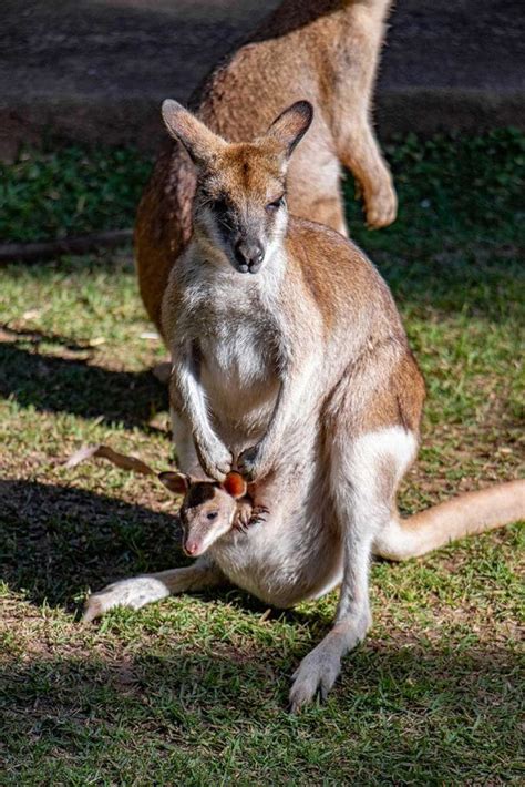 Agile Wallabies - Rainforestation Nature Park