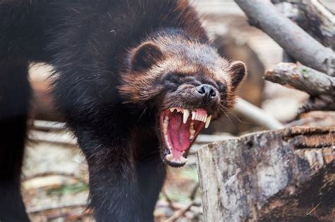 VIDEO: Very Rare Footage of Wolverine Hunting on Ajax Mountain in MT