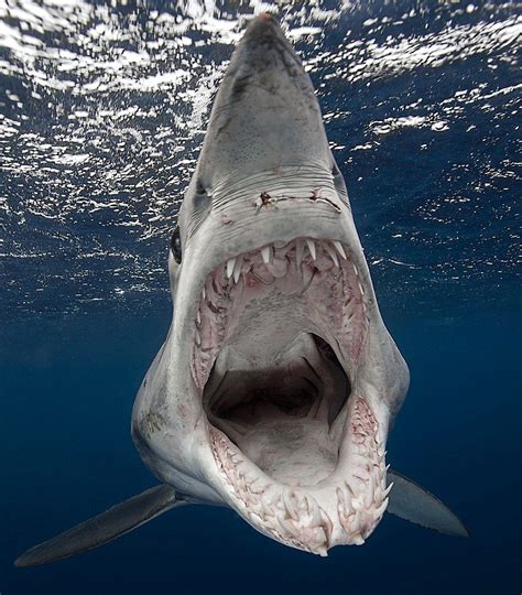 Oopen wide and say AHH! Unwelcome guest: This bad-tempered shortifn Mako shark circled a ...