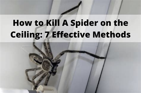 How to Kill A Spider on the Ceiling: 7 Effective Methods