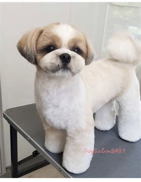 Pet Grooming Salon, Dog Grooming Styles, Dog Grooming Shop, Shitzu Dogs Haircuts, Dog Haircuts ...