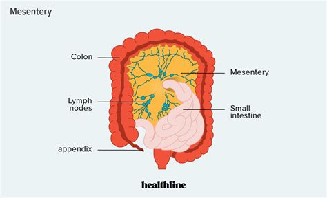 Mesentery: Definition, Picture, Anatomy, and Function