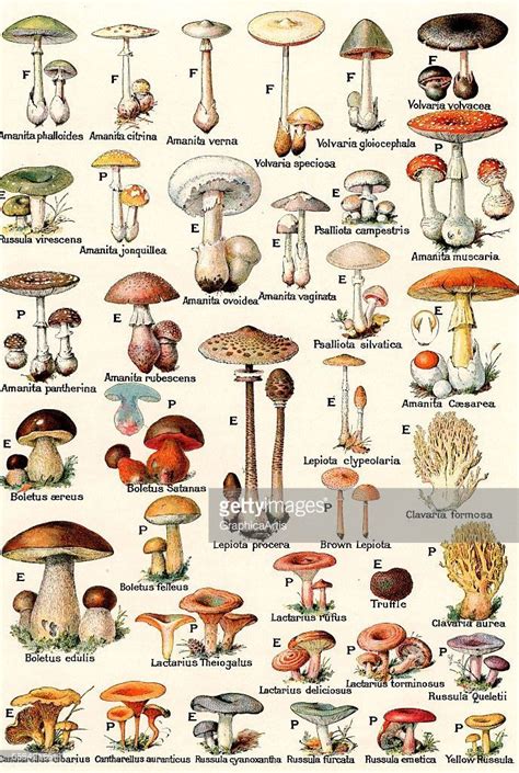 Image result for mushroom names list and pictures | Stuffed mushrooms ...