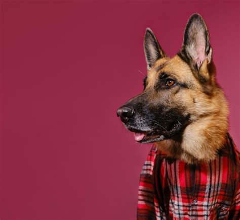Premium Photo | German shepherd in red plaid shirt portrait closeup happy dog in human clothes