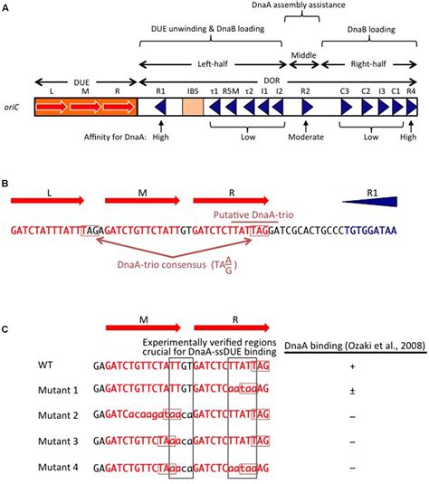 Frontiers | The DnaA Cycle in Escherichia coli: Activation, Function and Inactivation of the ...