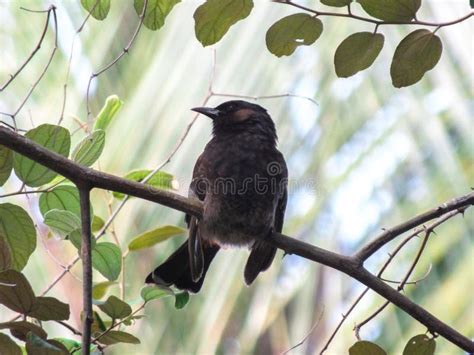 Bulbul singing in aviary stock photo. Image of wildlife - 107138084