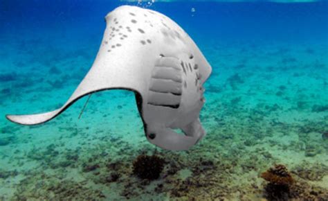 Manta Rays | The Ecologist