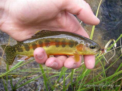 Native Trout Fly Fishing: California Golden Trout