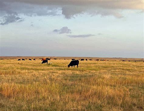 Grazing Cattle Photograph by Kelli Chrisman - Fine Art America