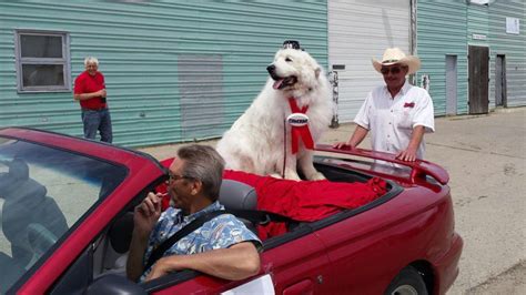 Dog elected as Cormorant town mayor in Minnesota for third term in a row - ABC News